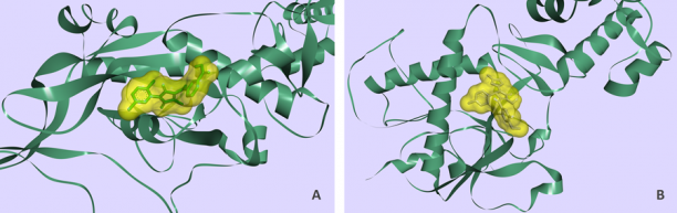 SARS-CoV-2 Nonstructural Protein 14 (NSP14) Targeted Library